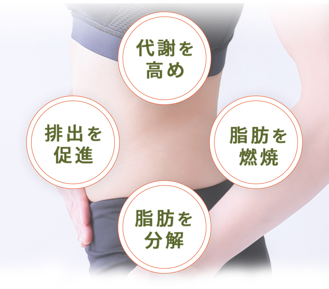 代謝を高め・脂肪を燃焼・脂肪を分解・排出を促進